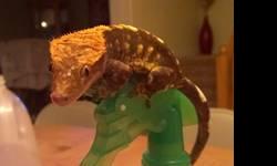 Awsome geckos I had them both since birth they are also very healthy This ad was posted with the eBay Classifieds mobile app.