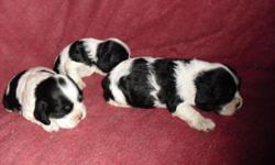 I have two female akc cocker spaniel puppies that will be ready in time for christmas,, they will come with full registration,,, 1st shots and 1st worming,,, thier tails are done I have , they are black and white and the m and one female has brown eye