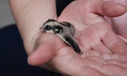 Hi, out of pouch today... 2 female baby sugar gliders... will be hand tame and ready to go by April 4th 2013. If your serious please contact me for more information! thanks!