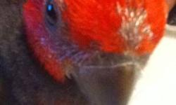 I have 2, 9 week old Female Eclectus for sale. They have been raised around dogs and cats and have been handled everyday. They have started eating seeds, peanuts and fruits by themselves. They both love scrambled eggs.
I also have a 1 year old female and