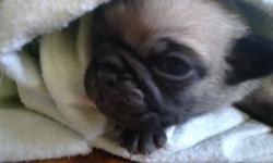 I have 2 female pug puppies that are going to be looking for their forever the end of June or beginning of July . They will have first shots and worming. They are not registered but are purebred . Mom is a silver pug and dad is a fawn. They are being