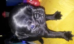 2CKC Registerd Pug Puppy Vet checked first shots and wormed very playful ready to meet up with our forever human 1 Black and 1 fawn male puppy