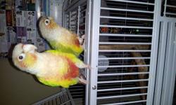 I have 2 beautiful greencheek pineapple conures both 2 years old love to explore their behavior mimics the behavior that of a female and male however I do not know forsure. If you are interested please text me at 3476182245