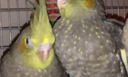 I have 2 beautiful male baby cockatiels split to lutino. They are both 5 weeks old. They both split to lutino & Pearl. You could see that both of them have lots of dots on their chests.
USED CAGE AVAILABLE $20
NEW CAGE AVAILABLE $40
No Shipping
Local