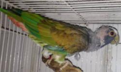 Currently handfeeding 2 White-capped Pionus. Will be available once weaned. Very sweet and loving birds. Used to kids.
Located in the Finger Lakes region of NYS. Can meet a reasonable distance or can ship via Delta airlines at buyers expense.