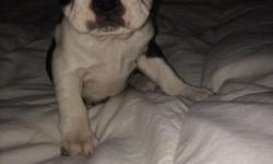 Hello we have two boston left 500 one little female one male. First shots dewormed akc no papers. Born December 13,2013 both parents are our pets. Please call or text 3154471028