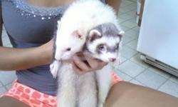 Very playful ferrets that need someone to play with them. My kids don't really play with them much anymore and they really deserve someone that will spend time with them. They love to run and jump any chance they get. They are both Marshall ferrets and I