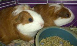 2 males guinea pigs they were born on April 13, 2013. I'm charging a rehoming fee of $15. They do not come with a cage. I'm located in utica, NY. They are half American and Peruvian. This means they might have slightly longer hair.
