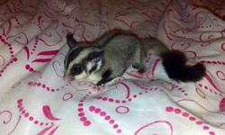 I have two male sugar gliders that must go together. They will come with their cage and contents. Friendly, will come out to you and ride around on shoulder. Please call 607-215-5359