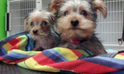 I have two male Yorkies available born December 11, 2013. Both are from the same litter. One is a teacup(2 lbs) and the the other is 4 lbs. They are great around other dogs and kids. They are adorable and have loving personalities. They've had 2 series of