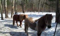 I have Two miniature horses for sale. Price is 500.00.For both
The bigger one (7 year old gelding) has been ridden and is saddle broke. He has also pulled a cart but was not well trained. The other is a 6 year old stud
they MUST stay together WE WILL NOT