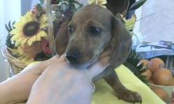 I have 2 female Dachshund puppies that are 8 weeks old and ready to live with you. They have had their first shots, wormed and have seen the Veterinarian. They are happy and healthy puppies that have been raised in our home. The Mother is a Silver Dapple