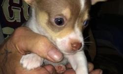 We have two 2 month old chihuahua puppies for sale. One male one female. male is white with brown and tan spots and the female is tan with dark brown tips on the end of her hair.
This ad was posted with the eBay Classifieds mobile app.