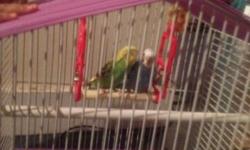 I have 2 parakeets for sale plus the cage and little swing in the cage
This ad was posted with the eBay Classifieds mobile app.
