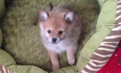I have 2 purebred pomeranian puppies available. One male and one female. They do not have papers.
They were born on Christmas Eve and are currently 12 weeks old.
They've had all of their vaccinations at this point except for rabies. They've been dewormed