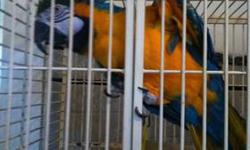 585 413-0545
-good with kids
-Talk
-very loving
-rehoming fee 850 for both
with cage food ets
Reason for rehoming I have lost use of one hand they are very good loving birds