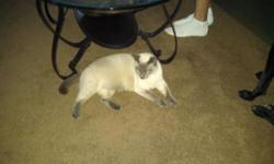 2 Siamese kittens blue points. They are brothers and must go together. They are nurterd and dew claws front and back. They are 14 month old. For further info please call or text before 9pm 607-427-0207.