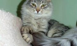 The kitten on the picture is 16 Months old, very rare color. They are from a championship blood line. The parents were imported directly from Russia and are TICA Champions. The Gran parents are Grand champions of Europe.
Please feel free to visit our