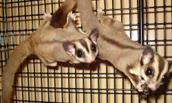 Male and Female sugar gliders, less than a year old. They love to interact with each other, so they need to stay together. They love to play with people and other pets. Everything you will need including the cage, the wheel they love to run in, a carrying