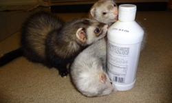 I have 2 ferrets boy and girl both fixed and desented spent 400 all together i am asking 325 obo for everything. they both are people kids and animal freindly. I bought them brought them home and found out my dogs are not to happy with them being in our