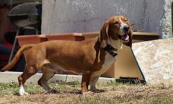2 year old Basset Hound looking for a forever home. Due to situations beyond our control we are no longer able to give him the time he needs. He is good with kids and other dogs; not sure about cats. Adoption fee is to ensure he is going to a good home