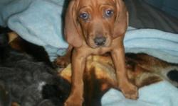Mom is purebred Redbone Coonhound, dad is Redbone/English Setter. Beautiful puppies!! 9 females ready to go the weekend of 8/16.
Will be 8 weeks old, shots, dewormed and crate trained. GREAT family pets, AMAZING hunting companions. Apartment compatable,