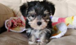 These pretty little Morkies are 7 weeks old and love to play. Their mother is a tiny purebred Yorkie and the father is a purebred Maltese. They have been vet checked, vaccinated and dewormed. 3 males, $500 each. Ready for new homes on July 5