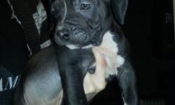 I have 3 male pitbull puppies....ALL HAVE HAD THERE FIRST STAGE SPECTRA 5in1 puppy vaccine and have been de wormed...price is firm not negotiable $300.00.....518 441 3883