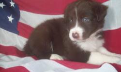We have (3) brown/white male border collie puppies available now. They are ABCA registered, have first shots, are wormed, and well socialized. The dam is genetic tested for CEA/CH, CL, and TNS. The sire is retired from sheep herding demonstrations. Puppy