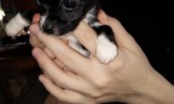 I have two female apple head Chihuahua puppies and one male apple head Chihuahua puppy.. They are 7 weeks old will be ready for their forever home on Friday February 14. They would make a great Valentines gift. They will have their first set of shots and