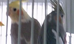 3 3month old cockatiels not hand tame $50 each 338-1179