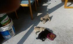 Three adorable pug puppies
Two girls, one tan and one black
One boy all tan
I have the mom her names cocoa, she's all black
The dad Colby he's all tan. Their both full breed.
The pups are 7 weeks old
I am the owner.
For more info. Call me