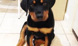 Very well behaved, extremely smart, strong beautiful boy Rottie.
He's an absolute sweetheart. He was originally $1400 and unfortunately we can't have a large dog at our place.
Black & Tan
DOB: 09-04-2014
AKC- AMERICAN KENNEL CLUB REGISTERED
Shots are