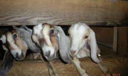 3 Purebred NUBIAN goat bucklings Born 6/2/12. ADGA Registered parents on site. Botle fed from birth. Completely trusting. Answering to their names: Jolly is brown with a dorsal sripe & striped face... Asa is white belted with a striped face... Henry is a