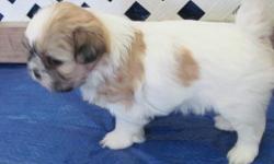 See Videos of these pups on YouTube..
www.youtube.com/watch?v=2aaDgq35wmU
2 Females and 1 Male 100% Shih-tzu Babies,
Full of Life and Ready to Love!
Call to visit the pups and make your selection.....
please no texts....
reply to the orange link above the
