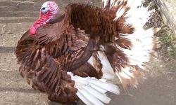 ( 2 ) Adult Red Bourbon Tom Heritage breed Turkeys $40 each...also ( 1 ) LARGE Narragansett cross Tom ( Beautiful Bird! )... $50. TOMS ONLY, No hens available. OR BUY THEM ALL ( REDUCED FOR QUICK SALE ) .... BUY ALL 3 for $100 firm! They love to