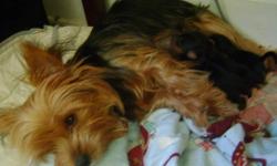 Last call - only one female is still available. Three Yorkie Pups born April 24th. Will be ready for new home first week of July. Mom is 7 pounds, dad is 5 pounds. Photos show mom nursing the pups, the dad, and the sister at 18 months [to give a picture