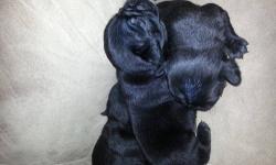 I have 3 Black adorable pug puppys out of a litter of 5 that will be looking for there forever homes ckc reg vet checked wormed and there first set of shots Ready to go home August 10th raised with children and cats contact me at [email removed]