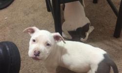 4 1/2 month old Bully & King Blue Nose American Stanford Pitbull Puppy looking to rehome... There is 1 female ready for forever home... being fed all natural puppy food and water.. she has good temperament, will make someone a great pet.. She is very