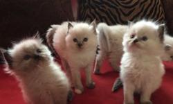 We have 4 adorable little kittens that all love to play. We have 2 boys and 2 girls that are one month old. All the girls are blue points like their mom, one boy is mink point mitted and the other boy is mink point. They are purebred although they aren't