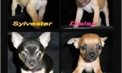 We have 4 purebred chihuahua puppies available, they were born 8/30/12 and will be available to go to their new homes on 10/25. 3 Males, 1 Female.
The mother is 6 lbs, the father is approx 8 lbs, and we own both. We are not breeders, our dog just happened