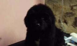 I have a litter of Newfoundland puppies that need good homes. They are out of a mom I took in and gave a home to. Unexpected until one day we woke up to puppies.
There were 9 of them, only 4 left available.
They went for their first vaccines, worming, and