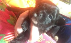 Four female med/long haired apple head Chihuahua puppies ready for their forever home March 31 they will have their first vet visit first set of shots and dewormed.. Mother is long haired tan and father is med haired white and black.. Will be adult and