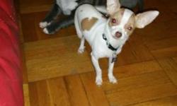 Hi there I'm selling a 4 month old baby chihuahua potty train smart puppy listen healthy if interested plz call 347 5936122 or 347 506 8131 price is firm ask for j