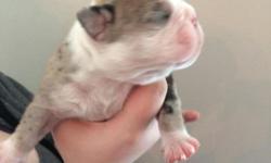 I have a 4 month old male English bulldog utd on all shots very good pup with kids and other animals u can call 716-499-8233 thanks I can send pics in tex thanks