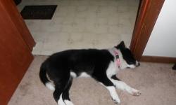 Hello, I have to find a great loving home for my female 4 month old border collie named Bella. Bella is a friendly, energetic and fun loving puppy. She is great with children. Bella is up to date on her shots as well as being wormed. Please feel free to