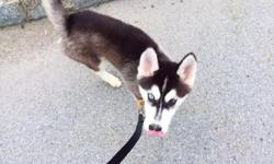 4 Month Old Female Siberian Husky up for adoption.
She is not spayed, purebred, all vaccinations up to date, crate trained.
I am unfortunately unable to keep her due to work schedule.
She has a beautiful black/white coat, and is very friendly and eager to