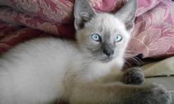 Very sweet kitten. Has her shots and has been wormed. Has been vet checked. Raised with a dog and other cats. See www.nysiamese.com.