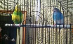 I have 2 pairs of parakeets and a small cage togo with them for $40. Please text 347-368-3620 no emails.
This ad was posted with the eBay Classifieds mobile app.