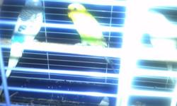 I have a 2 males and 2 females. Its 120$ for the 4 parakeets and a new looking cage that comes with feeders tray feeders and sticks. If you only want a pair its 50$ and for one (single) its 25$ .pretty parakeets.*****